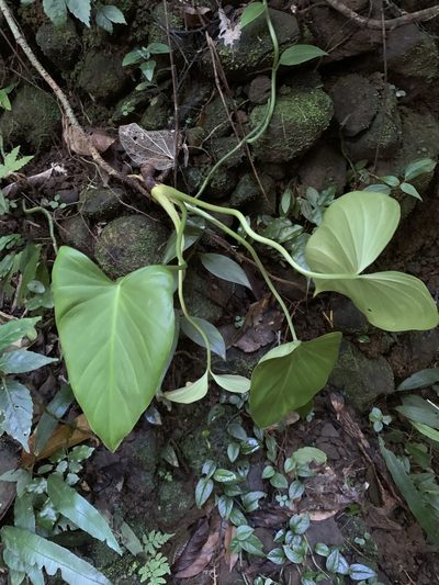 Homalomena philippinensis, photographed by 呂一起(Lyu yi-chi)