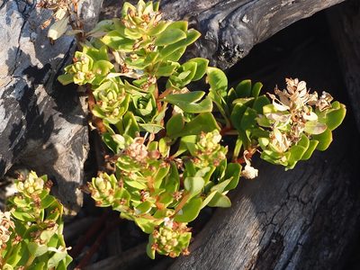 Lysimachia mauritiana, photographed by 葉子