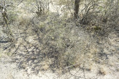 Condalia microphylla, photographed by Jose Luis Navarro