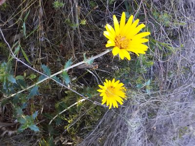 Berkheya barbata, photographed by Adele SL
