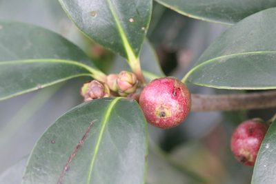 Ternstroemia gymnanthera, photographed by Agnes Trekker