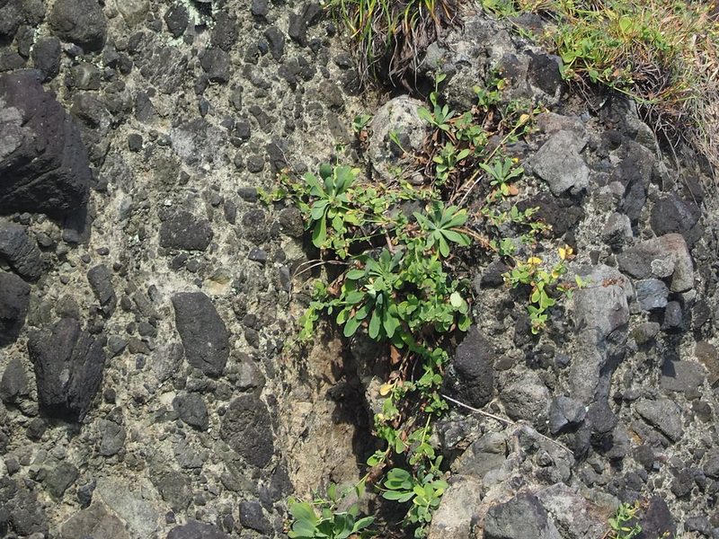 Crepidiastrum taiwanianum, photographed by 葉子
