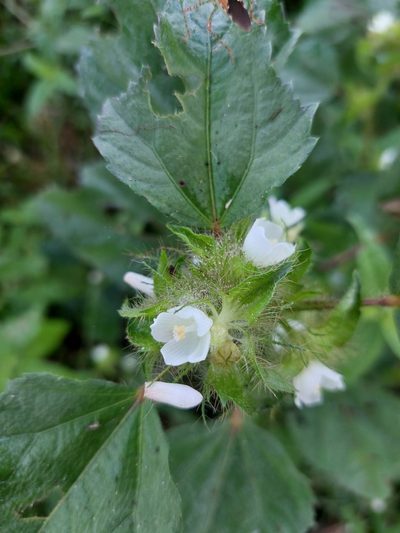 Malachra fasciata, photographed by Jalil R.
