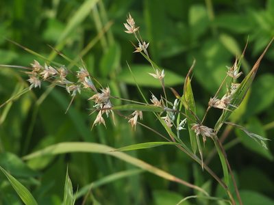 Apluda mutica, photographed by 葉子