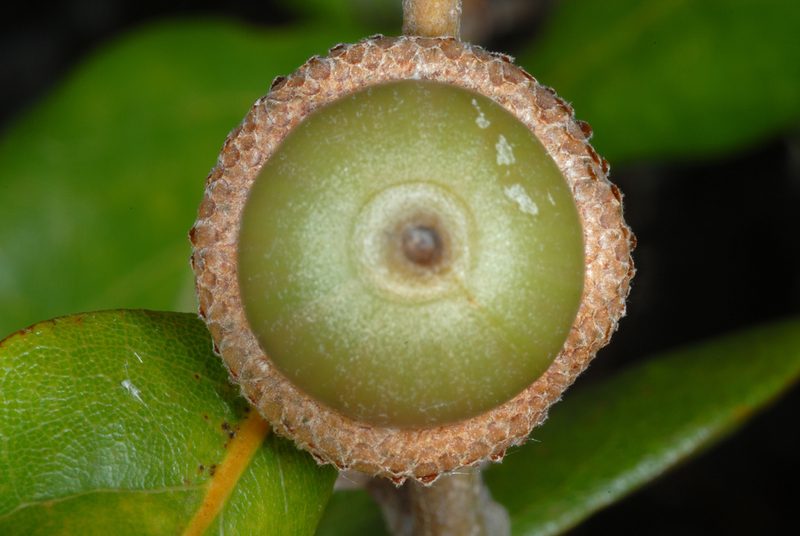 Quercus inopina, photographed by Douglas Goldman