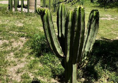 Myrtillocactus schenckii, photographed by Yj