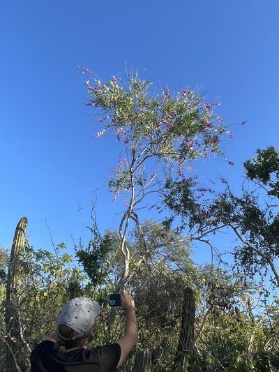 Asemeia apopetala, photographed by Jim Riley