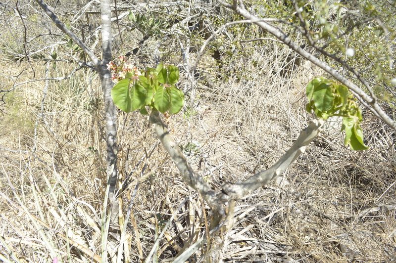 Jatropha macrocarpa, photographed by Jose Luis Navarro
