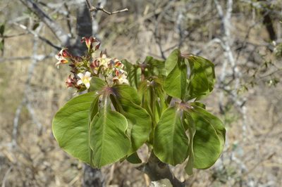 Jatropha macrocarpa, photographed by Jose Luis Navarro