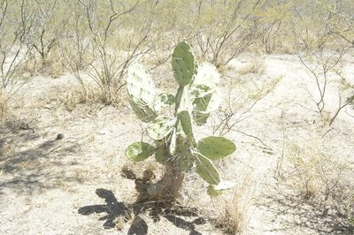 Opuntia quimilo, photographed by Jose Luis Navarro