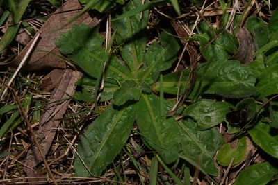 Solenogyne gunnii, photographed by Ben Fisher