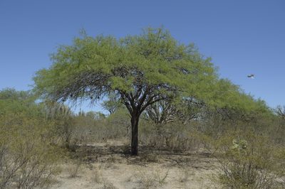 Neltuma nigra, photographed by Jose Luis Navarro