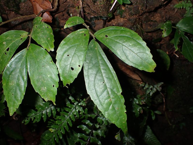 Elatostema hirtellipedunculatum, photographed by 呂一起(Lyu yi-chi)