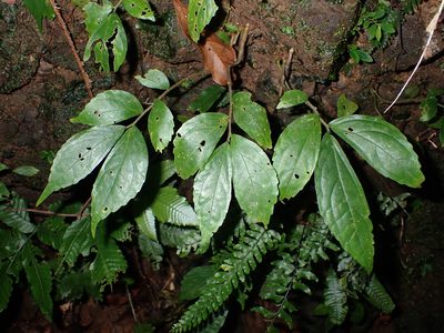 Elatostema hirtellipedunculatum, photographed by 呂一起(Lyu yi-chi)