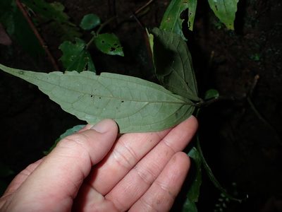 Elatostema hirtellipedunculatum, photographed by 呂一起(Lyu yi-chi)