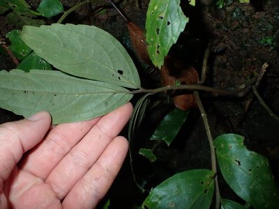 Elatostema hirtellipedunculatum, photographed by 呂一起(Lyu yi-chi)