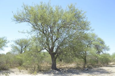 Sarcomphalus mistol, photographed by Jose Luis Navarro