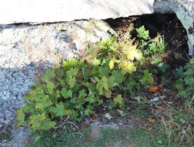 Heuchera villosa, photographed by Ashwin Srinivasan