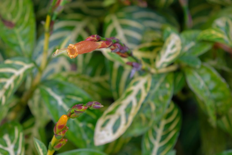 Sanchezia tigrina, photographed by Anthony Batista