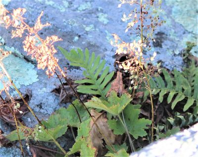 Polypodium appalachianum, photographed by Ashwin Srinivasan