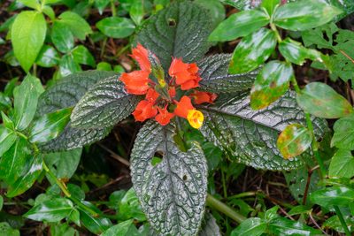 Chrysothemis pulchella, photographed by Anthony Batista
