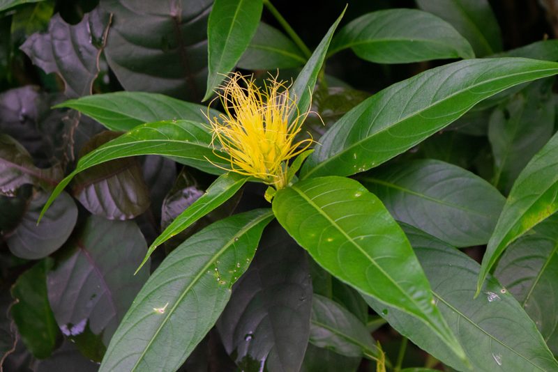 Justicia croceochlamys, photographed by Anthony Batista