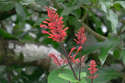Odontonema tubaeforme, photographed by Anthony Batista