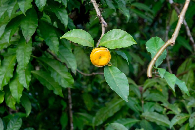 Leuenbergeria bleo, photographed by Anthony Batista