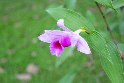 Sobralia decora, photographed by Anthony Batista