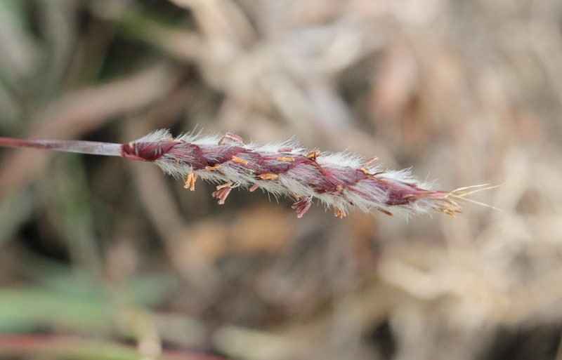 Ischaemum barbatum, photographed by Agnes Trekker