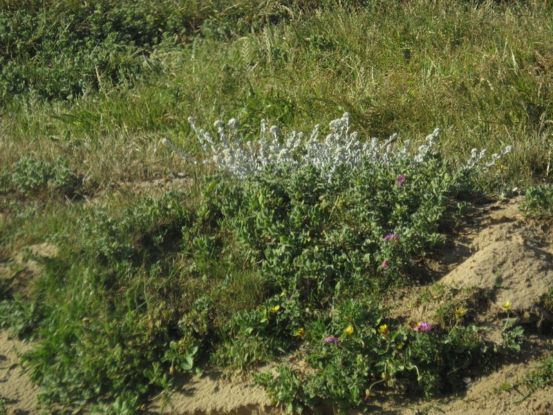 Helichrysum crispum, photographed by Jeremy Gilmore
