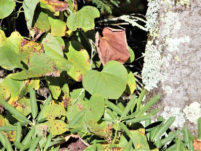 Aristolochia macrophylla, photographed by Ashwin Srinivasan