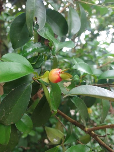 Eugenia involucrata, photographed by Bruno Henrique Aranda