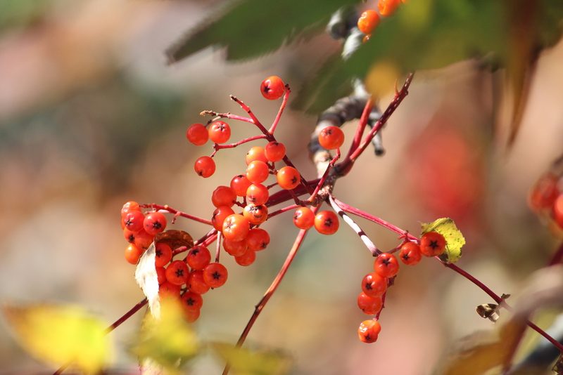 Sorbus americana, photographed by Ashwin Srinivasan