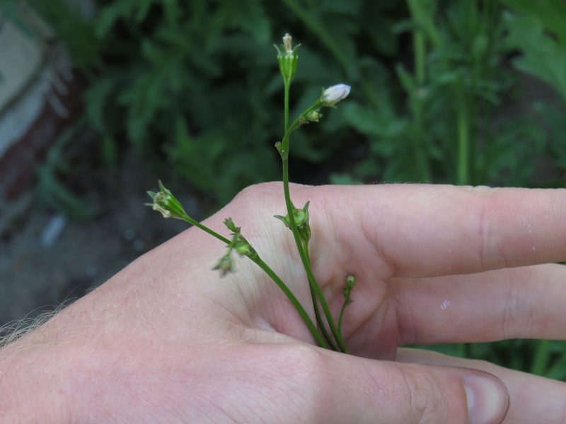Wahlenbergia androsacea, photographed by Jeremy Gilmore