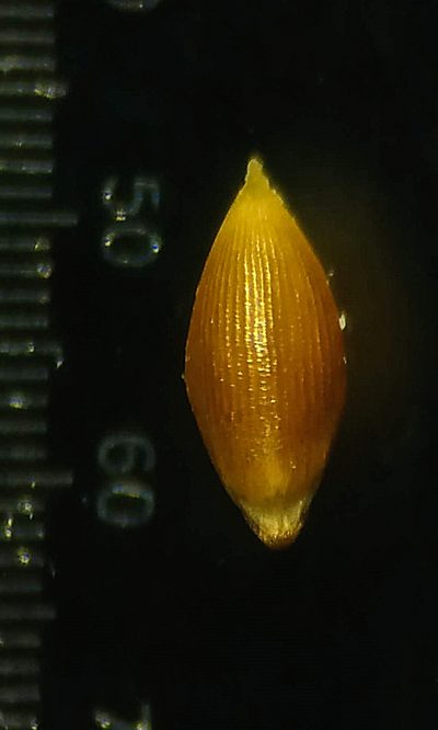 Digitaria abludens, photographed by S.MORE