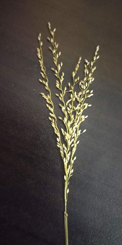 Digitaria abludens, photographed by S.MORE