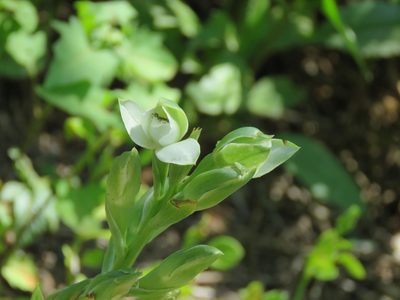 Chloraea membranacea, photographed by Gonzalo Roget
