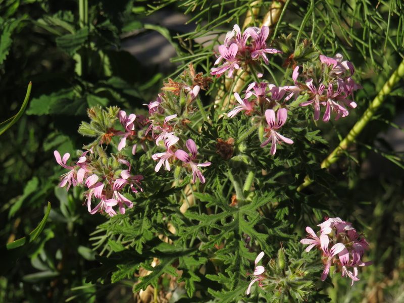 Pelargonium graveolens, photographed by Jeremy Gilmore