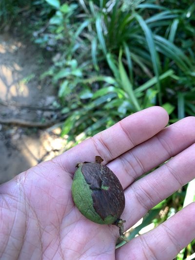 Garcinia linii, photographed by 呂一起(Lyu yi-chi)