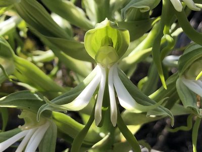 Bonatea speciosa, photographed by djsc0