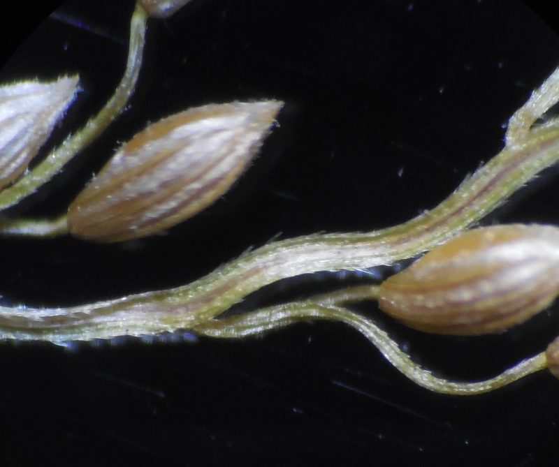 Digitaria abludens, photographed by S.MORE
