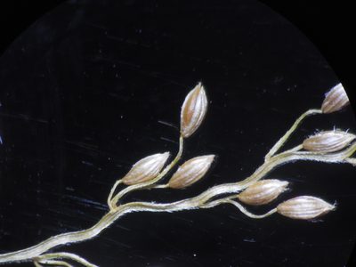 Digitaria abludens, photographed by S.MORE