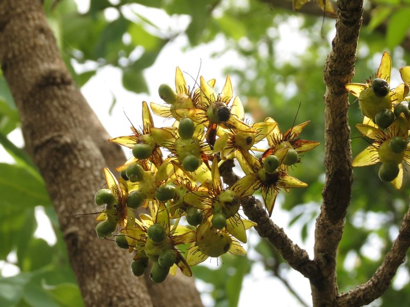 Ochna gamblei, photographed by Ajit Ampalakkad