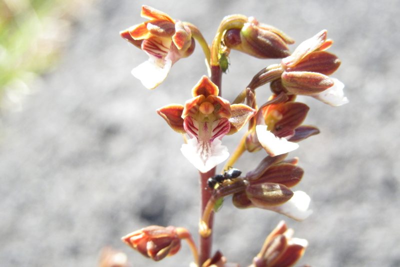 Eulophia micrantha, photographed by djsc0