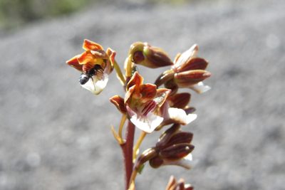 Eulophia micrantha, photographed by djsc0
