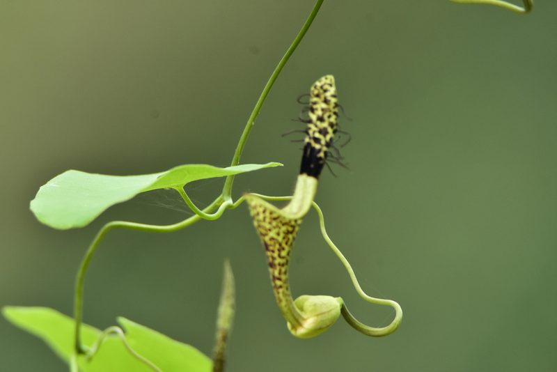 Aristolochia taliscana, photographed by Javier Hernandez