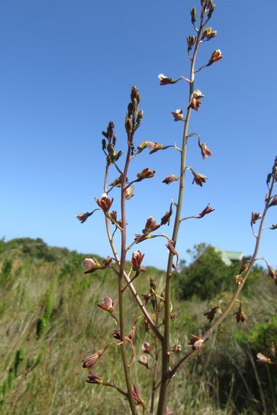 Eulophia bolusii, photographed by djsc0