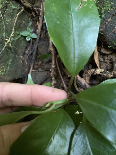 Kadsura matsudae, photographed by 呂一起(Lyu yi-chi)