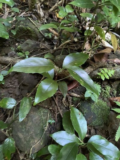 Kadsura matsudae, photographed by 呂一起(Lyu yi-chi)